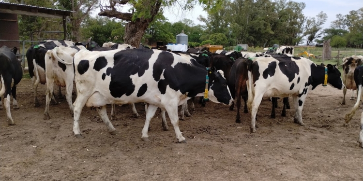 Por la devaluación y el freno del consumo, cayó 20 % el precio de la leche en dólares