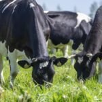 Producción lechera chilena muestra recuperación, pero con precios estancados