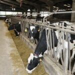 Producción mundial de leche crece pero con marcadas diferencias regionales