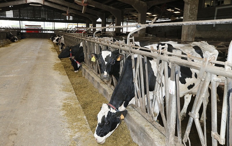 Producción mundial de leche crece pero con marcadas diferencias regionales