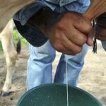 Productores de Arauca celebran con cautela suba de precios