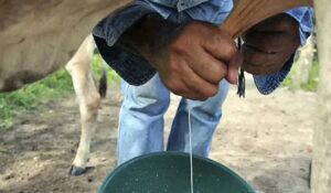 Productores de Arauca celebran con cautela suba de precios