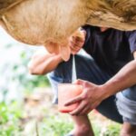 Productores de Tolima expresan alarma por bajos precios de la leche