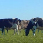Proyectan que los precios a productores se mantendrán estables en la primavera