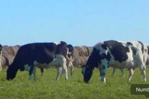 Proyectan que los precios a productores se mantendrán estables en la primavera