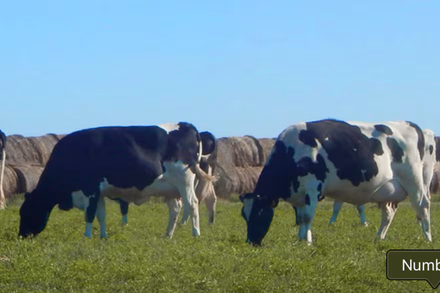 Proyectan que los precios a productores se mantendrán estables en la primavera