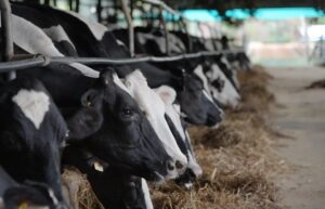 Rabobank advierte que el fuerte repunte global de leche pondrá a prueba los precios