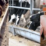 Retenciones cero a granos elevan costos y golpean a leche, carne y cerdos