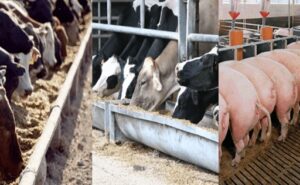 Retenciones cero a granos elevan costos y golpean a leche, carne y cerdos
