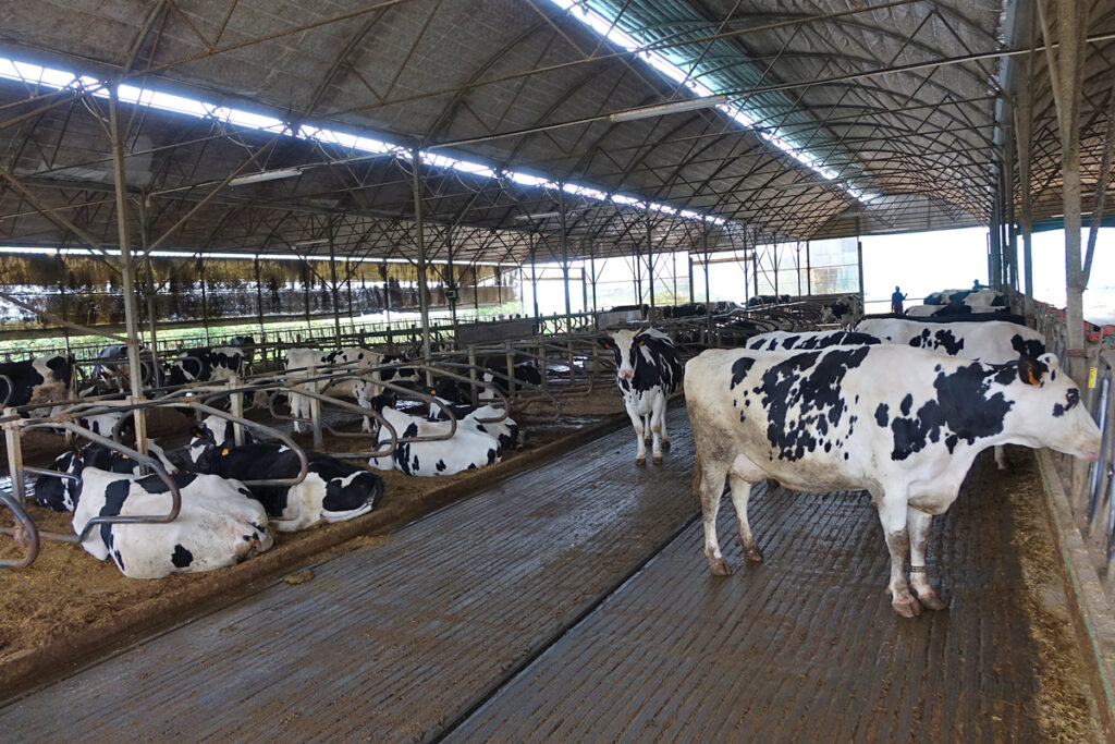 SAT Murado Portela una lechería con relevo, limitada por la tierra