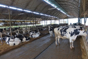 SAT Murado Portela una lechería con relevo, limitada por la tierra