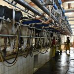 Santa Fe aumenta producción pese a menos establecimientos lecheros