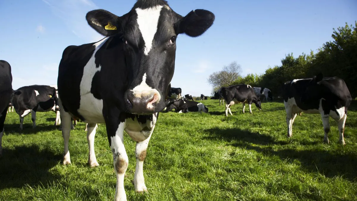 Lechería argentina 2025: la producción rebotó, pero el negocio sigue bajo presión