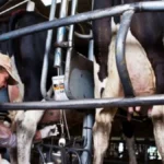 Santa Fe radiografía del presente lechero entre desafíos y señales