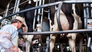 Santa Fe radiografía del presente lechero entre desafíos y señales