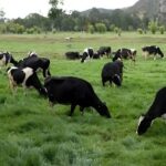 Tausa revoluciona su lechería con innovación y resiliencia