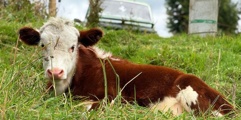 Tausa transforma la producción con innovación científica