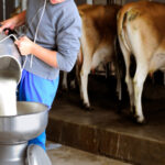 Tolima buscan dar valor agregado a la leche de Roncesvalles