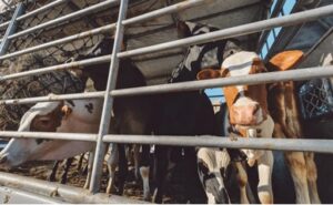Transporte ganadero la normativa que impulsa bienestar y competitividad