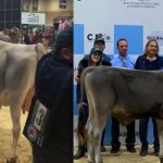 Tres razas, una tradición leche de élite en Colombia
