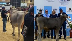 Tres razas, una tradición leche de élite en Colombia