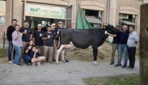 Vaca santafesina da 130 litros en dos días y rompe expectativas