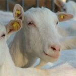 700 cabras y un sueño nace el primer queso premium de Argentina