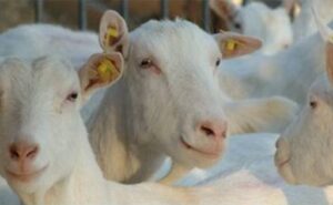 700 cabras y un sueño nace el primer queso premium de Argentina