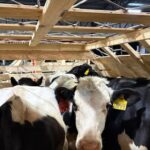 Argentina importa toros desde EE.UU.hito genético tras 22 años