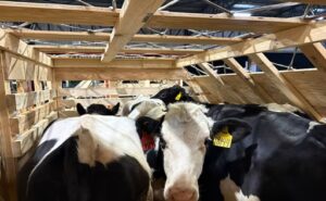 Argentina importa toros desde EE.UU.hito genético tras 22 años