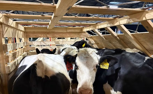 Argentina importa toros desde EE.UU.hito genético tras 22 años