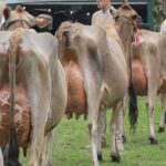 Arranca la Expo San José 2025 la muestra lechera más importante del Uruguay