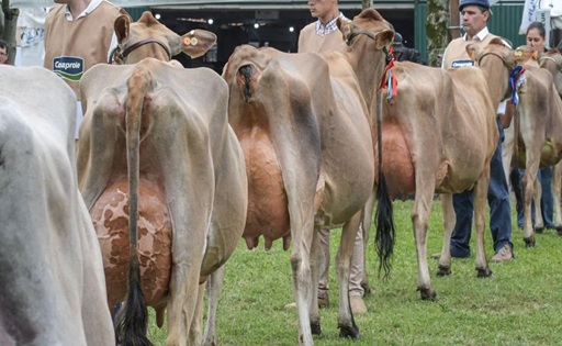 Arranca la Expo San José 2025 la muestra lechera más importante del Uruguay