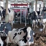Cámaras que predicen el ánimo de vacas impulsan las “lecherías inteligentes”