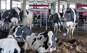 Cámaras que predicen el ánimo de vacas impulsan las “lecherías inteligentes”