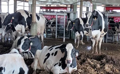 Cámaras que predicen el ánimo de vacas impulsan las “lecherías inteligentes”