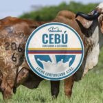 Caquetá logra exclusiva certificación lechera otorgada por Asocebú
