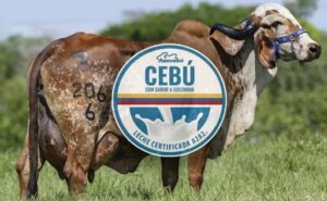 Caquetá logra exclusiva certificación lechera otorgada por Asocebú