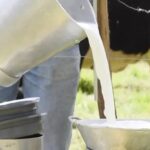 Carne y leche premium: así conquistan los mercados más exigentes 2 Carne y leche premium así conquistan los mercados más exigentes