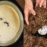 Científicos descubren cómo las hormigas hacen yogur