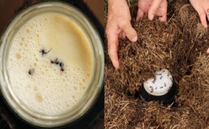 Científicos descubren cómo las hormigas hacen yogur