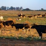 Conaprole es seleccionada como finalista en los IDF Dairy Innovation Awards 2025