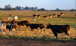 Conaprole es seleccionada como finalista en los IDF Dairy Innovation Awards 2025