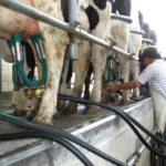 Consumo de leche en Argentina muestra una recuperación progresiva