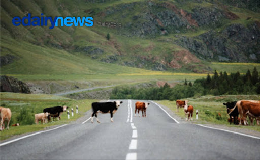 De commodity a ícono global el plan de 27 mil millones del lácteo kiw