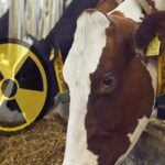 Del laboratorio al potrero: la energía nuclear llega a las vacas colombianas