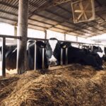 El Tribunal Supremo frena una macrogranja láctea en Soria por incumplimientos ambientales 2 El Tribunal Supremo frena una macrogranja láctea en Soria por incumplimientos ambientales