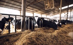 El Tribunal Supremo frena una macrogranja láctea en Soria por incumplimientos ambientales
