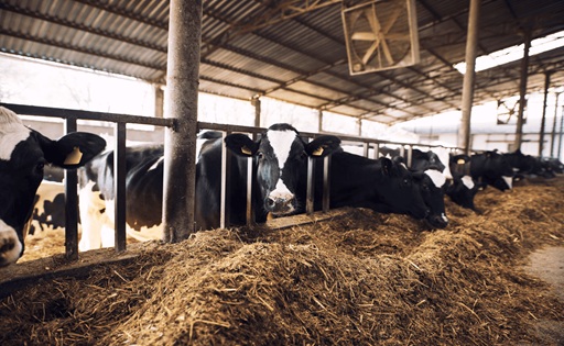 El Tribunal Supremo frena una macrogranja láctea en Soria por incumplimientos ambientales