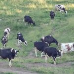 En EE.UU. proponen sacrificar vacas lecheras para evitar importar carne argentina